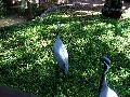 gal/holiday/Brazil 2005 - Foz do Iguacu Birds Sanctuary/_thb_Bird_Sanctuary_Iguacu_DSC07147.jpg